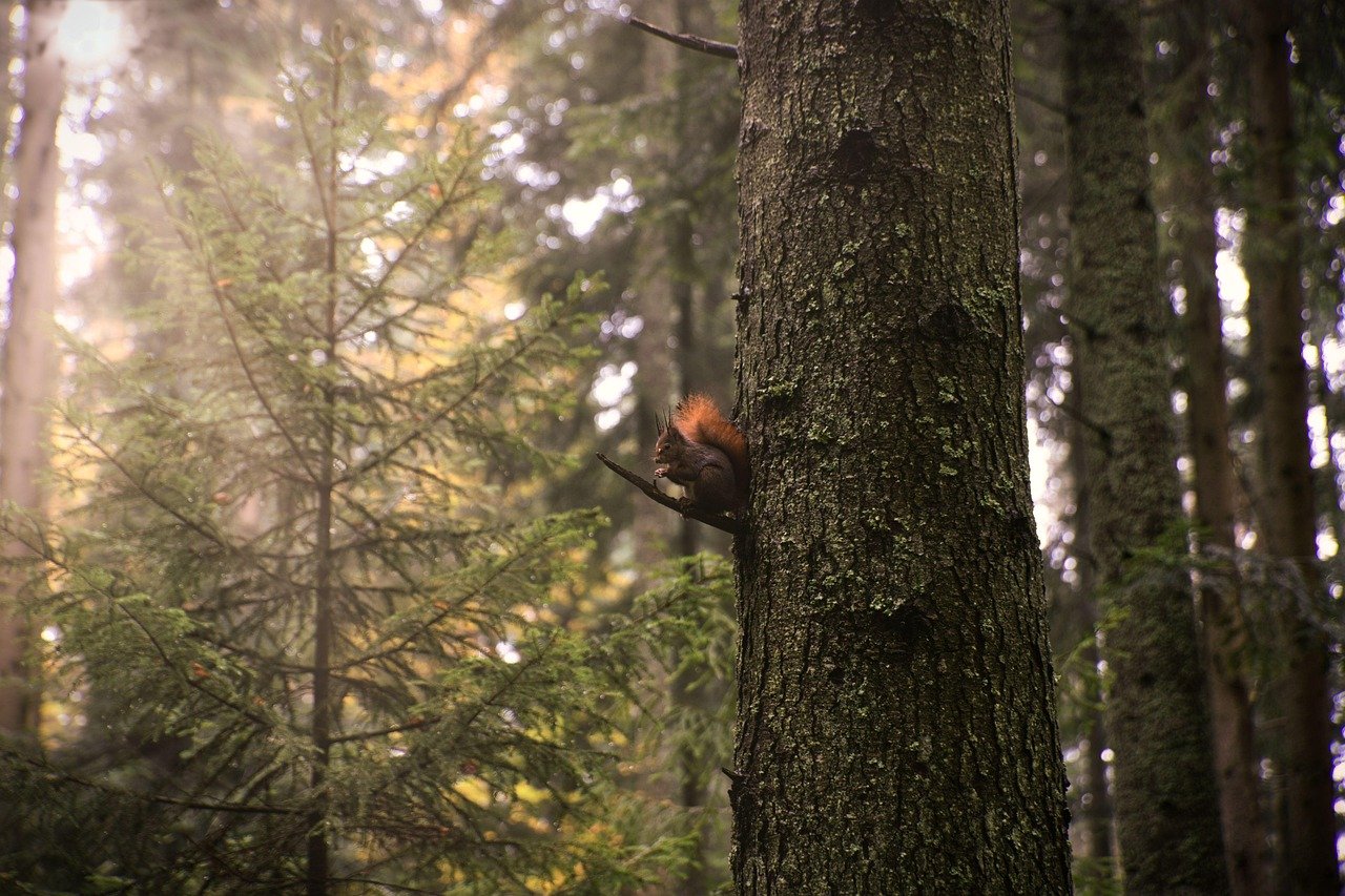 How Nature Walks Boost Mental Health