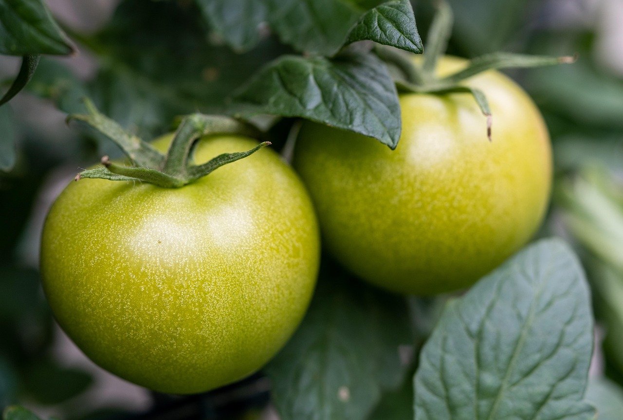 How to Build a Mental Wellness Diet Plan That Works for You
