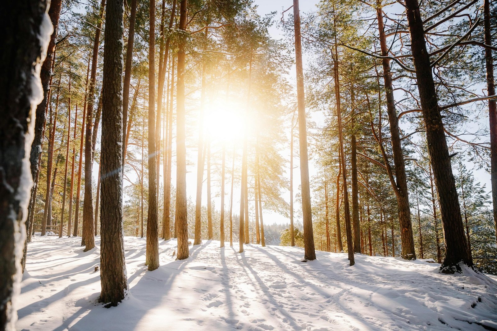 Seasonal Affective Disorder Causes Symptoms and Solutions