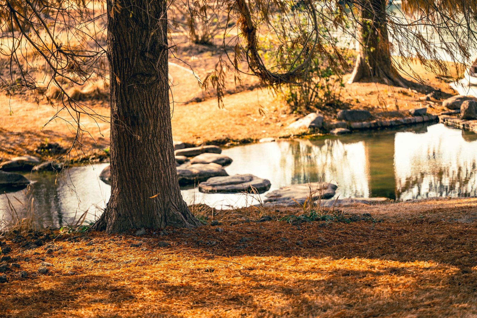 Grounding Techniques for Anxiety and Panic Attacks